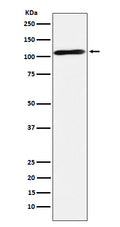 Anti-Epac2 Rabbit Monoclonal Antibody