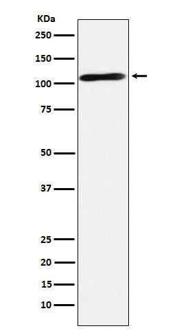 Anti-Epac2 Rabbit Monoclonal Antibody