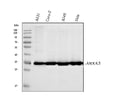Anti-Annexin A3 Antibody Picoband® (monoclonal, 2H3H8)