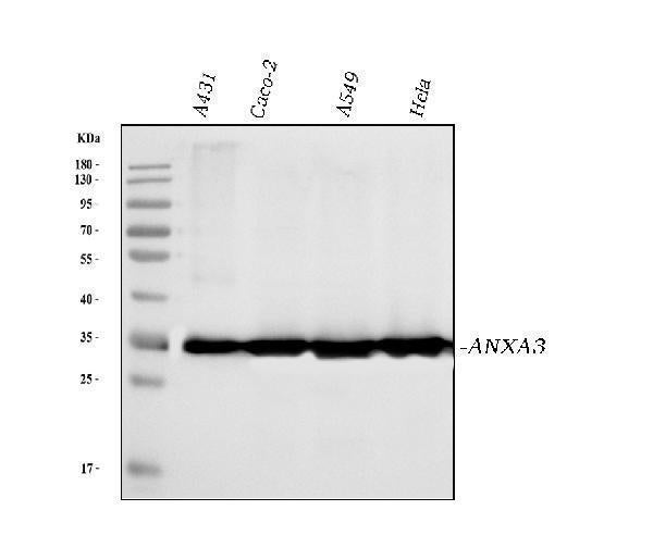 Anti-Annexin A3 Antibody Picoband® (monoclonal, 2H3H8)