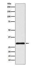 Western blot analysis of VPS24 expression in HepG2 cell lysate.
