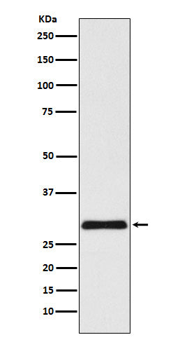 Western blot analysis of VPS24 expression in HepG2 cell lysate.
