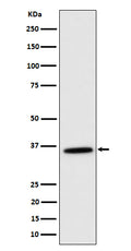 Western blot analysis of MDH2 expression in K562 cell lysate.