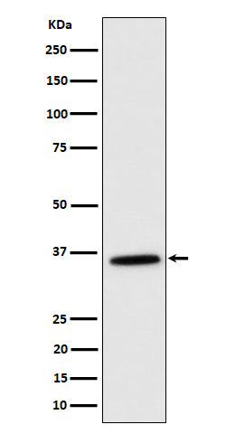 Western blot analysis of MDH2 expression in K562 cell lysate.
