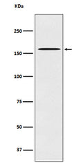 Western blot analysis of CLASP1 expression in HeLa cell lysate.