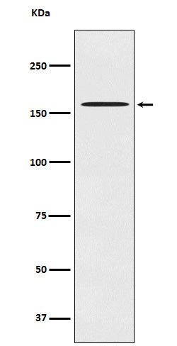 Western blot analysis of CLASP1 expression in HeLa cell lysate.