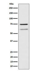 Western blot analysis of WDR1 expression in Raji cell lysate.