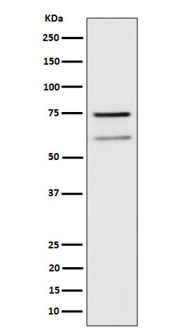 Western blot analysis of WDR1 expression in Raji cell lysate.