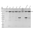 Anti-PSD93 Monoclonal Antibody