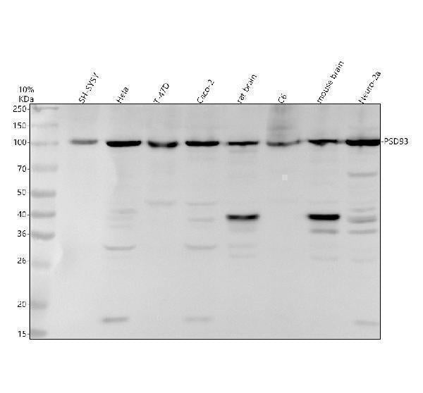 Anti-PSD93 Monoclonal Antibody