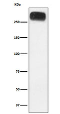 Western blot analysis of mGluR3 expression in Human cerebellum lysate.