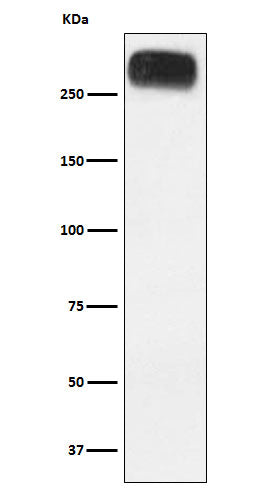 Western blot analysis of mGluR3 expression in Human cerebellum lysate.
