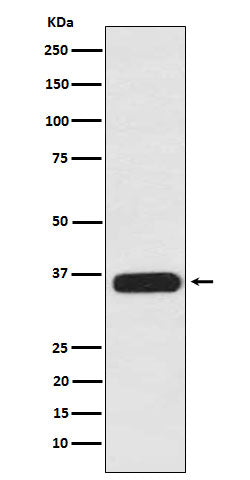 Western blot analysis of PDLIM1 expression in 293T cell lysate.