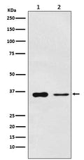 Western blot analysis of PDLIM1 expression in (1) Saos2 cell lysate; (2) Mouse lung lysate.