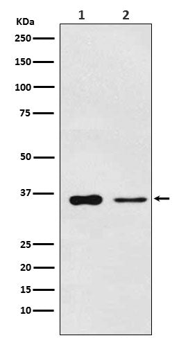 Western blot analysis of PDLIM1 expression in (1) Saos2 cell lysate; (2) Mouse lung lysate.