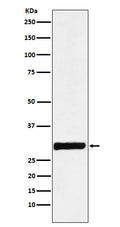 Western blot analysis of Annexin IV expression in HepG2 cell lysate.