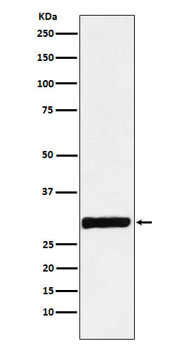 Western blot analysis of Annexin IV expression in HepG2 cell lysate.
