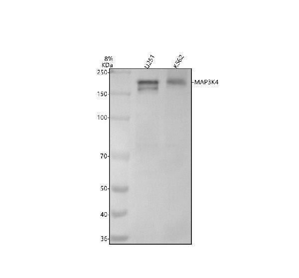 Anti-MAP3K4 Rabbit Monoclonal Antibody