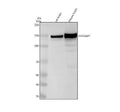 Anti-SynGAP Rabbit Monoclonal Antibody