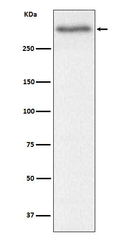 Western blot analysis of Versican expression in Mouse heart cell lysate.