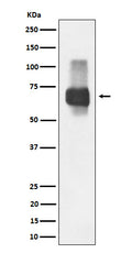 Western blot analysis of CD84 expression in Raji cell lysate.