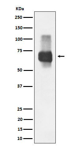 Western blot analysis of CD84 expression in Raji cell lysate.