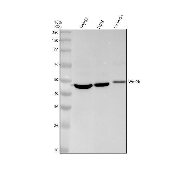 Anti-Wnt2b Monoclonal Antibody
