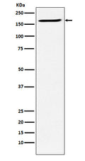 Western blot analysis of SMC4 expression in Ramos cell lysate.