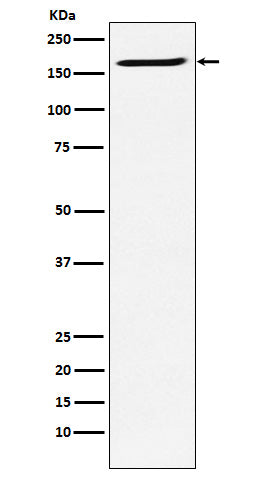 Western blot analysis of SMC4 expression in Ramos cell lysate.