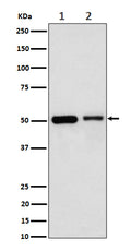 Western blot analysis of Annexin A7 expression in (1) Jurkat cell lysate; (2) Raw264.7 cell lysate.