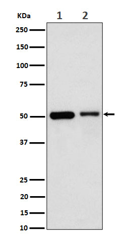 Western blot analysis of Annexin A7 expression in (1) Jurkat cell lysate; (2) Raw264.7 cell lysate.