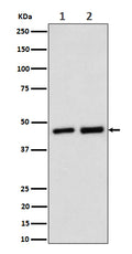 Western blot analysis of Annexin A7 expression in (1) Jurkat cell lysate; (2) Rat kidney lysate.
