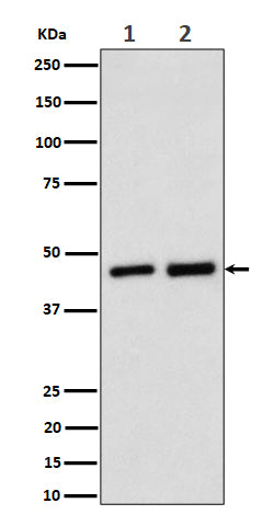 Western blot analysis of Annexin A7 expression in (1) Jurkat cell lysate; (2) Rat kidney lysate.