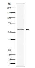Western blot analysis of ICAM2 / CD102 expression in mouse heart cell lysate.