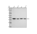 Anti-NSDHL Rabbit Monoclonal Antibody