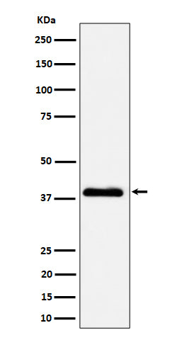 Western blot analysis of NSDHL expression in A431 cell lysate.