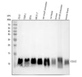 Anti-UBA52 Rabbit Monoclonal Antibody