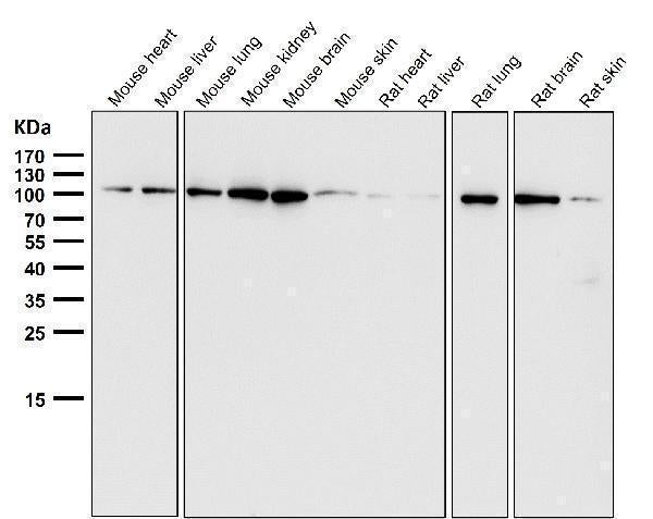 All lanes use the Antibody at 1:3K dilution for 1 hour at room temperature.