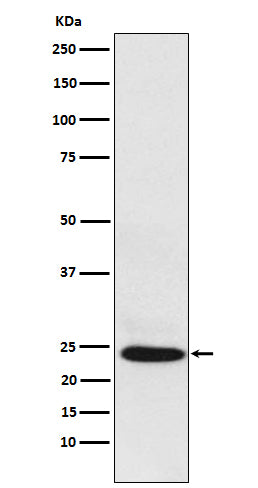 Western blot analysis of BAG2 expression in HepG2 cell lysate.