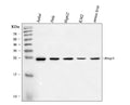 Anti-BAG2 Antibody Picoband® (monoclonal, 8F11G2)