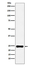 Western blot analysis of BAG2 expression in HeLa cell lysate.