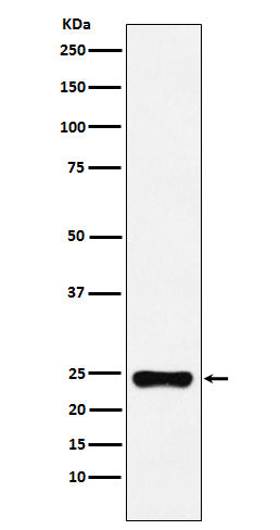 Western blot analysis of BAG2 expression in HeLa cell lysate.