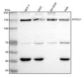 Anti-ORP150 Rabbit Monoclonal Antibody