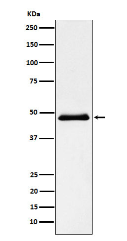 Western blot analysis of Pancreatic Lipase (PNLIP) expression in Human pancreas lysate.