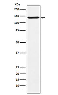 Western blot analysis of TAG1 expression in U87-MG cell lysate.