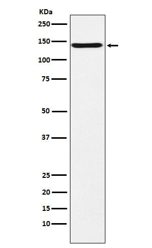 Western blot analysis of TAG1 expression in U87-MG cell lysate.