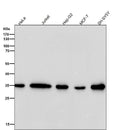 All lanes use the Antibody at 1:3K dilution for 1 hour at room temperature.