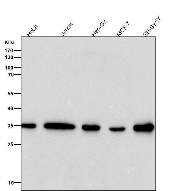 All lanes use the Antibody at 1:3K dilution for 1 hour at room temperature.