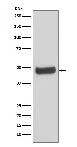 Western blot analysis of PKA 2 beta expression in human fetal brain lysate.