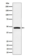 Western blot analysis of PREB expression in Raji cell lysate.